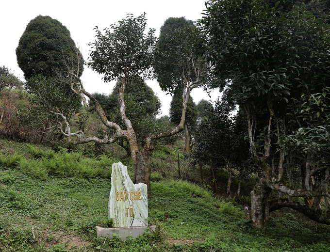 The Shan Tuyet tea tree is over 300 years old in Suoi Giang commune. Photo: Thanh Tien.