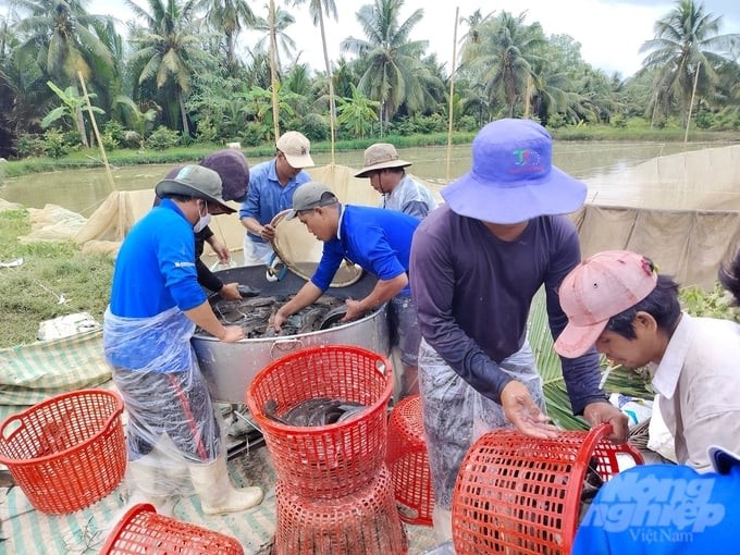 According to experts, in order for the snakehead fish industry to develop sustainably, it is necessary to rearrange the farming process, especially in the use of banned antibiotics, to ensure food safety and hygiene. Photo: Ho Thao.