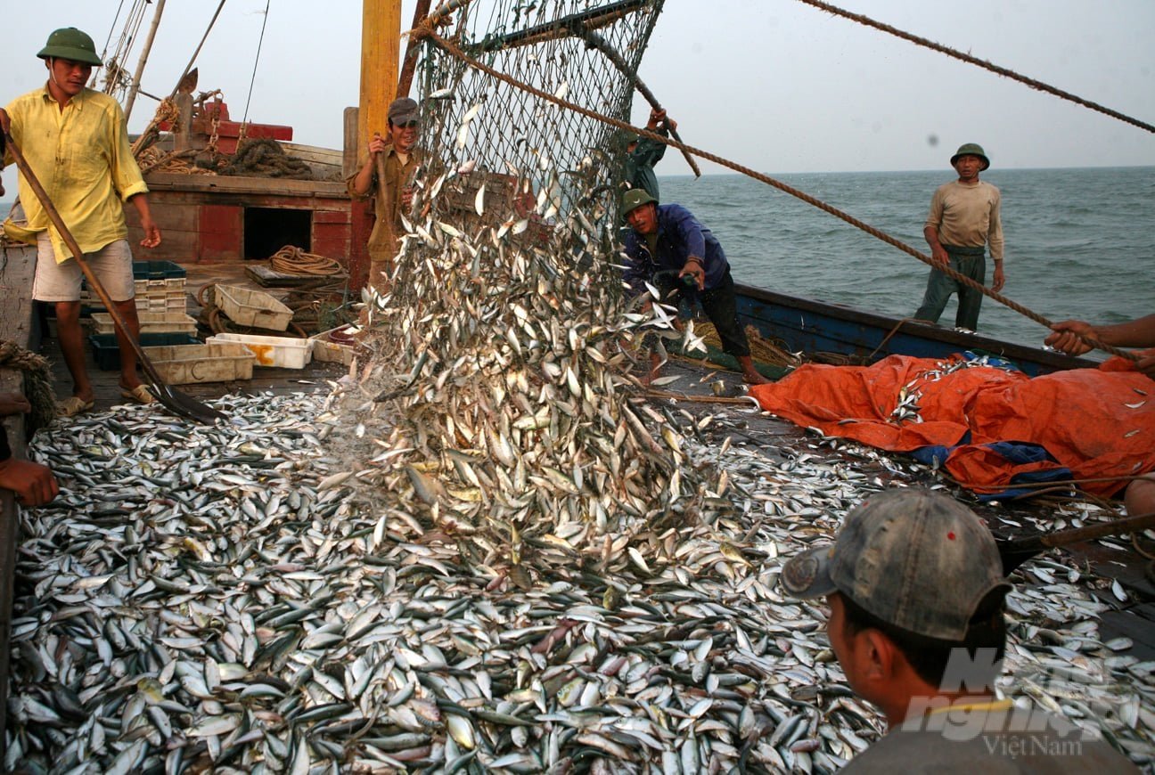 Quang Nam province has been requested to urgently review its monitoring records for fishing vessels traveling through its port, as well as the volume of exploited aquatic product loaded and unloaded at its port. Photo: Xuan Truong.