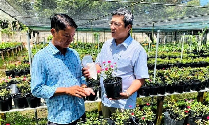 Dr. Tran Minh Hai (right), Vice Principal of the School of Public Policy and Rural Development, presented a package of 'super water-storing seeds' to Tan Quy Dong Ornamental Flower Cooperative for testing in growing ornamental flowers, reducing the number of watering times, reduce labor. Photo: Hoang Vu.