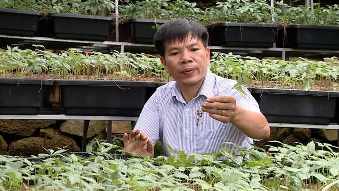 Dr. Pham Quang Tuyen, a researcher at the Silviculture Research Institute under the Vietnamese Academy of Forest Sciences, has dedicated over ten years of his career to the study and conservation of Lai Chau ginseng. Photo: Duy Hoc.