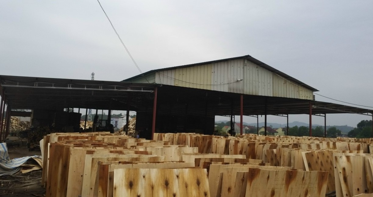Timber harvested for processing and production of plywood and wood products is still considered a solution to protect forests. Photo: VAN.