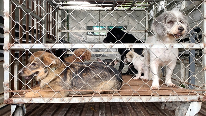 Tây Ninh đặt kỳ vọng sau năm 2025 sẽ cơ bản quản lý được đàn chó, mèo và dẹp được tình trạng chó thả rông trên địa bàn. Ảnh: Lê Bình.