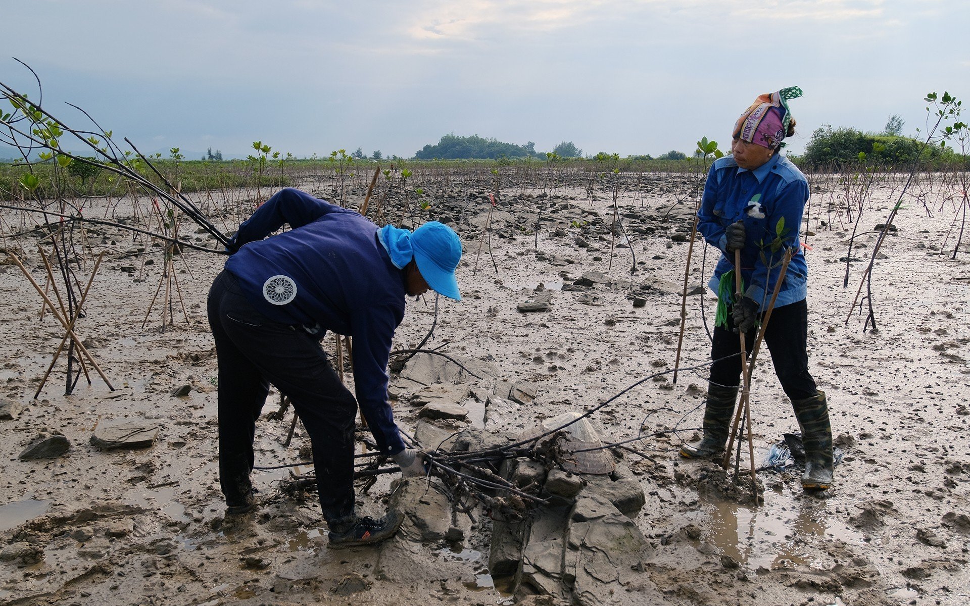 Local residents actively participating in the mangrove reforestation project under the FMCR initiative in Quang Ninh province. Photo: Bao Thang.