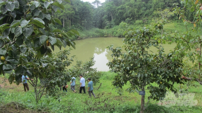 Các đại biểu thăm mô hình trồng hồng không hạt LT-1 tại bản Phiêng Cuôn (xã Sơn Thành, huyện Na Rì). Ảnh: Hải Tiến.