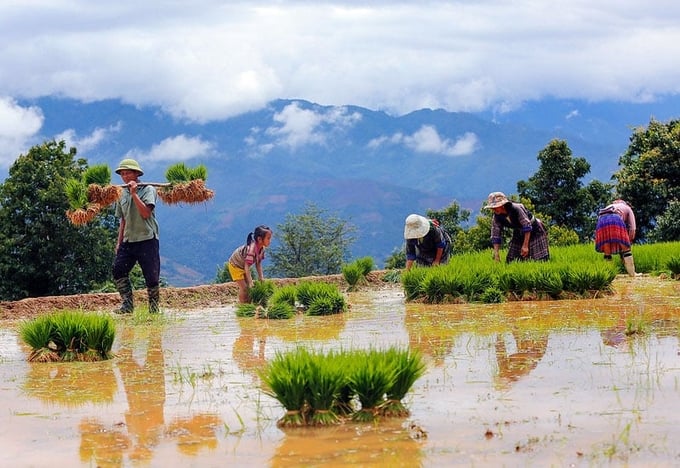 Mong people cultivated rice. Photo: Provided by Artist Tuan Vu.