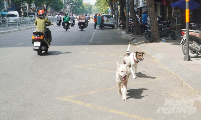 Việc thả rông chó không chỉ làm tăng nguy cơ dịch bệnh dại mà còn gây mất an toàn cho giao thông. Ảnh: Lê Bình.