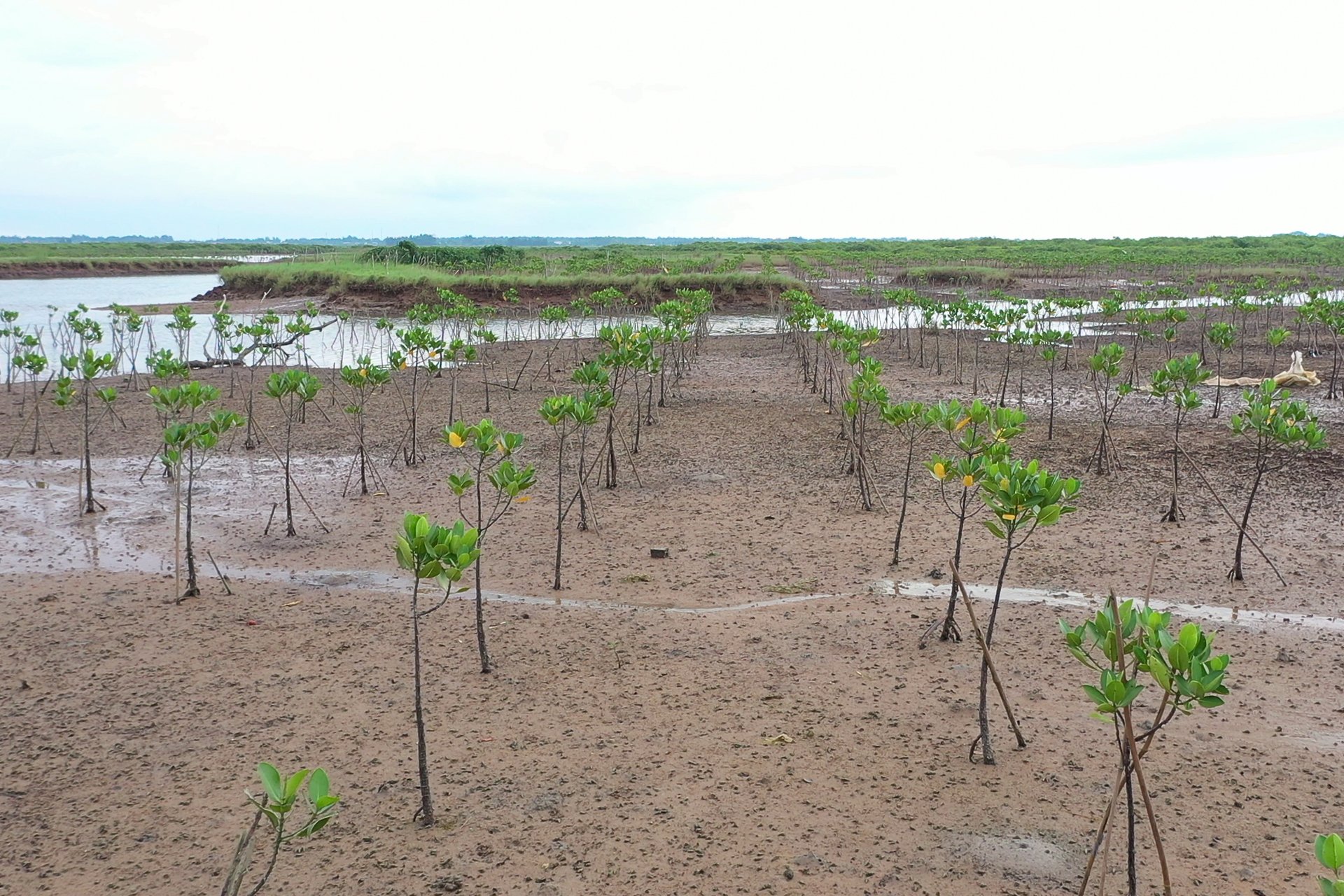 Mangrove reforestation not only improves the ecosystem but also helps local residents enhance their livelihoods and stabilize their income. Photo: Tung Dinh.