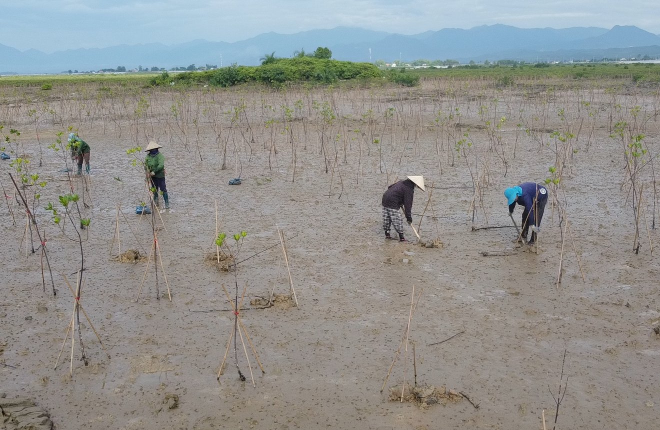 People are participating in the mangrove reforestation project in Mong Cai City, Quang Ninh province. Photo: Nguyen Thanh.