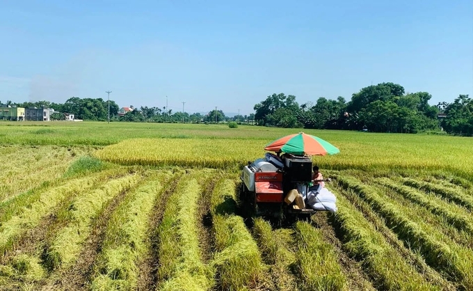 Nông dân huyện Quỳnh Lưu thu hoạch lúa hè thu. Ảnh: Phú Hương.