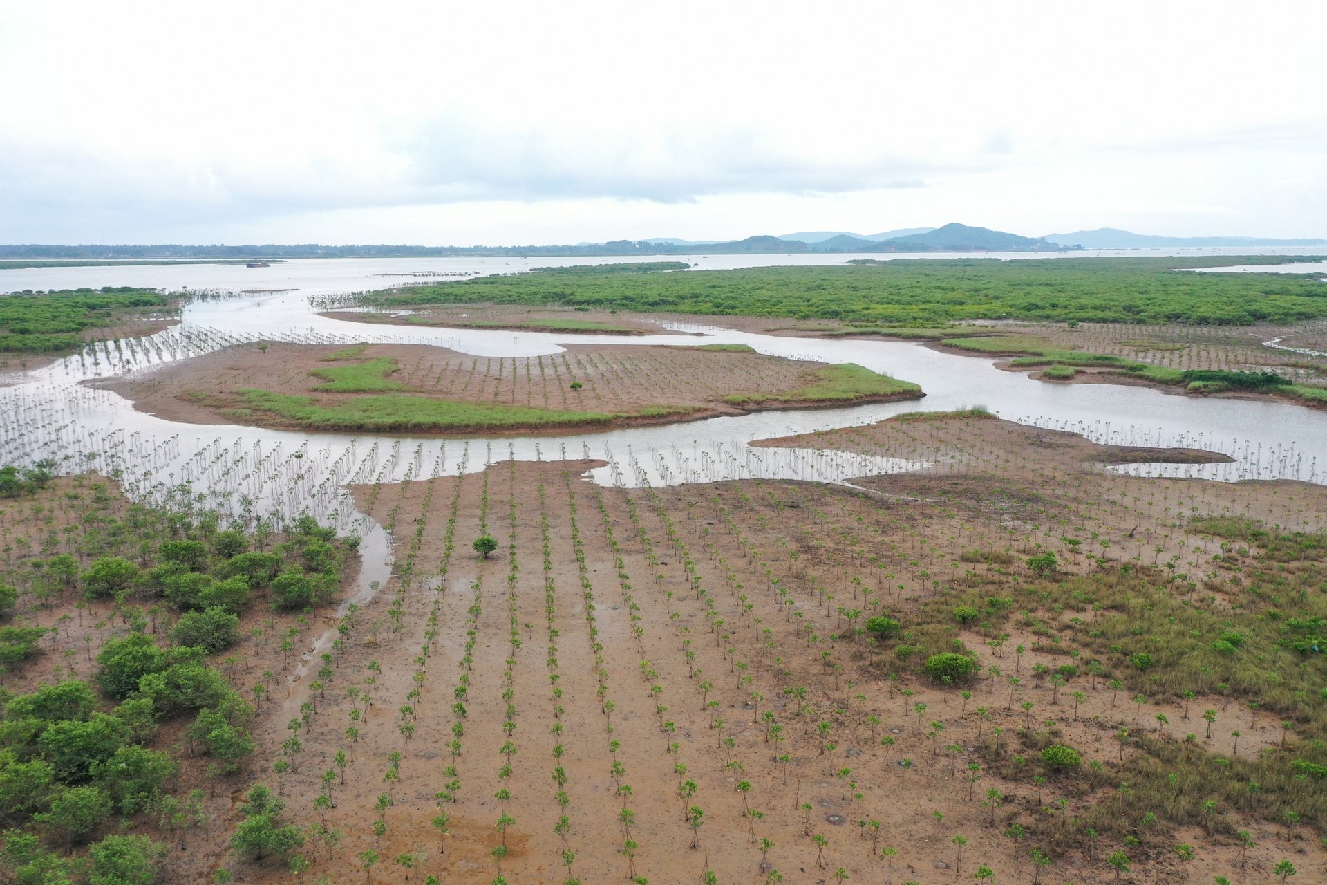 The recently planted mangrove forest area located in Mong Cai city, Quang Ninh province. Photo: Tung Dinh.