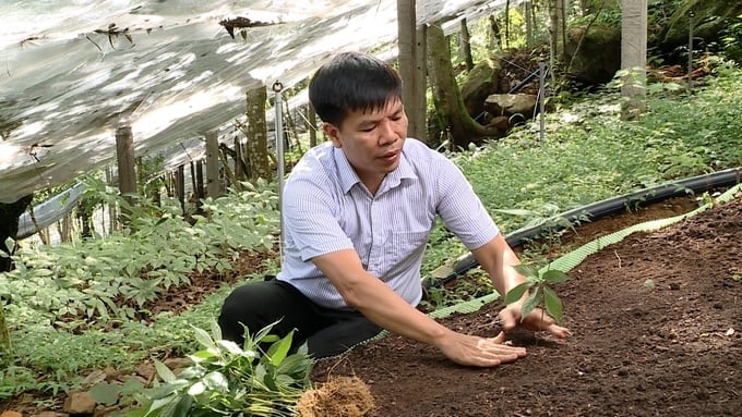 According to Dr. Pham Quang Tuyen, the cultivation of Lai Chau ginseng under the natural forest canopy in conjunction with protective structures should be encouraged. Photo: Duy Hoc.
