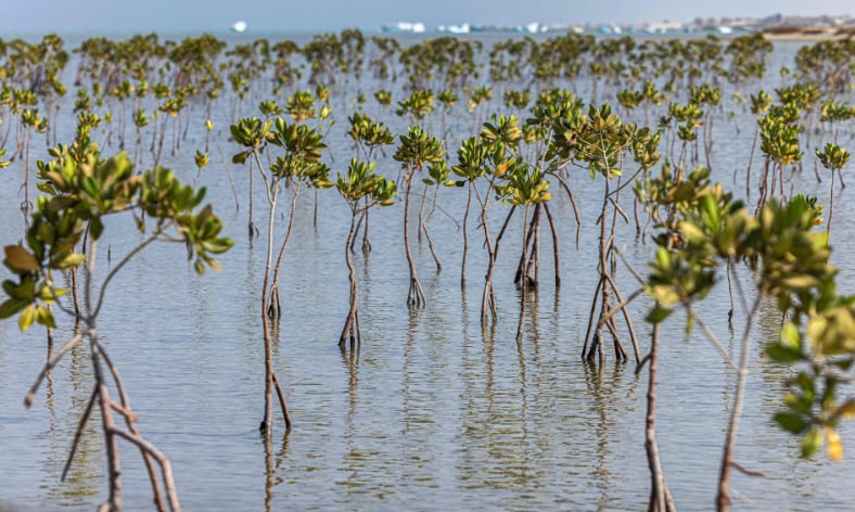 A state-sponsored mangrove reforestation project in the Hamata area south of Marsa Alam along Egypt's southern Red Sea coast on Sept. 16, 2022. Photo: Khaled Desouki—AFP