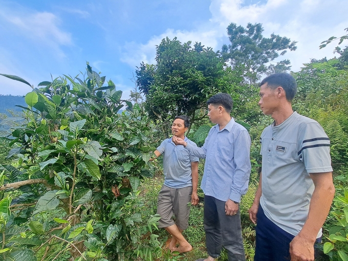 People in Kien Thanh commune (Tran Yen district, Yen Bai) are expanding the area of Shan Tuyet tea for economic development and tourism. Photo: Thanh Tien.