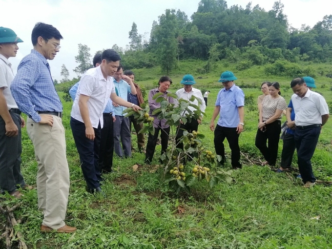 Ông Nguyễn Đăng Bình (hàng trước, thứ 2 từ trái sang), Chủ tịch UBND tỉnh Bắc Cạn thăm mô hình trồng hồng không hạt LT-1 tại thôn Phiêng Cuôn, xã Sơn Thành. Ảnh: Hải Tiến.