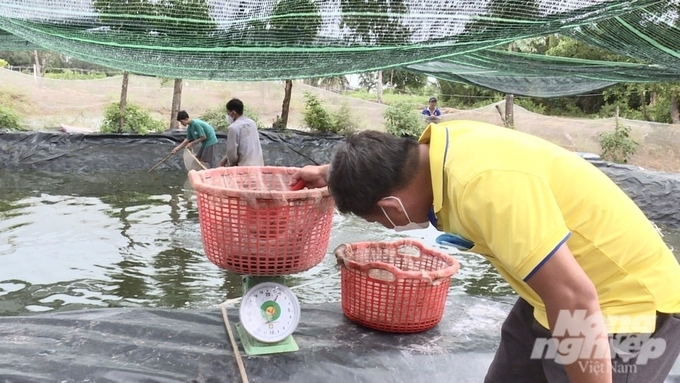 Giá tôm hiện nay ở mức thấp tỉnh Trà Vinh đang khuyến khích nông dân nên chuyển sang mô hình khác để đảm bảo kinh tế gia đình. Ảnh: Hồ Thảo.