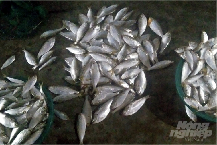 Người dân thôn Quảng Xá, xã Vĩnh Lâm vớt được 350kg cá các loại bị chết nổi trên sông Sa Lung. Ảnh: Người dân cung cấp.