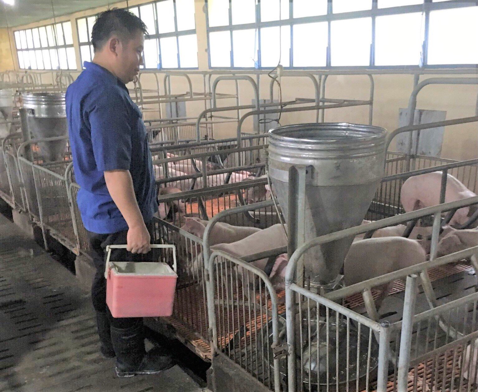 Binh Dinh veterinary industry actively vaccinates pigs. Photo: V.D.T.