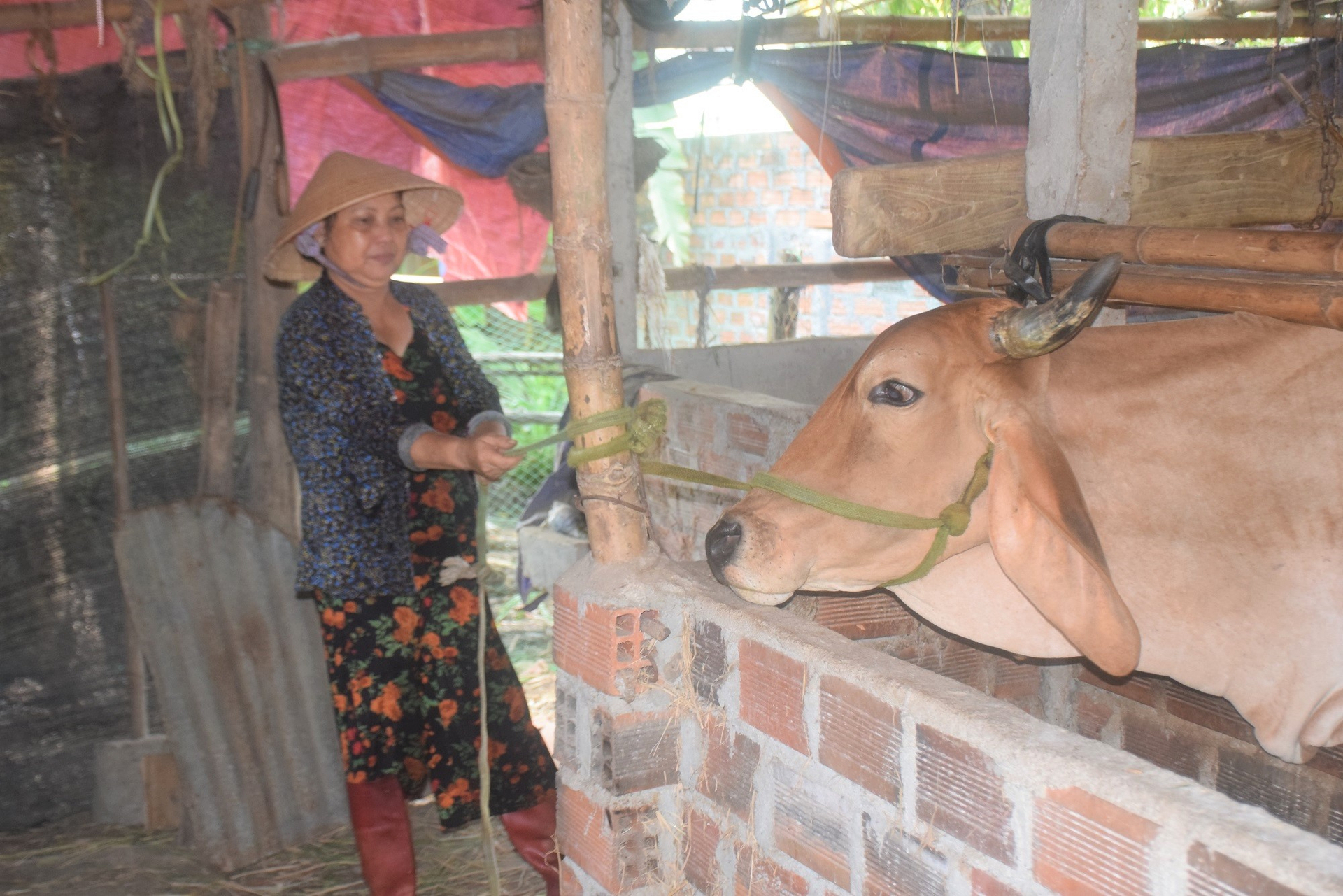 Bà Lê Thị Sương (58 tuổi) ở thôn Đông Lâm, xã Nhơn Lộc thị xã An Nhơn (Bình Định) cột giữ bò để nhân viên thú y tiêm phòng. Ảnh: V.Đ.T.