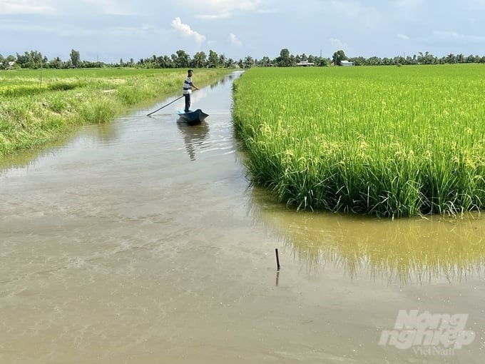 The shrimp-rice model is certified ASC in Tri Luc commune, Thoi Binh district, Ca Mau province. Photo: Trong Linh.