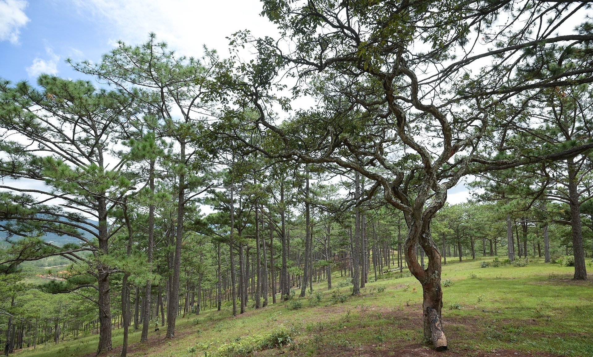 Bidoup Nui Ba National Park has a typical natural landscape of the Di Linh plateau with vast pine hills, suitable for community tourism development. Photo: Tung Dinh.