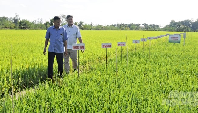 After over 10 years of operation, Dinh An Agricultural Seed Cooperative has successfully researched and bred many promising rice varieties, accepted by the market, and signed stable consumption contracts by businesses. Photo: Trung Chanh.