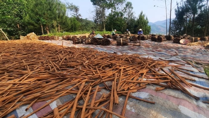 Cinnamon is a product with great potential and is very convenient for organic production in Quang Ninh. Photo: Nguyen Thanh.