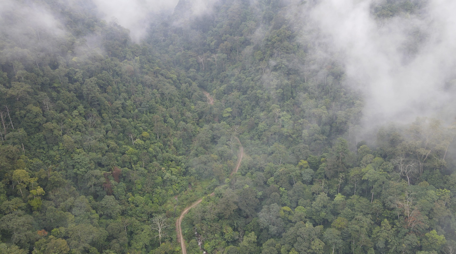 Forest development policies help promote green growth in agriculture. Photo: VAN.