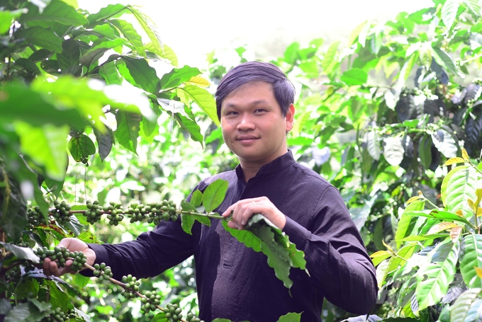 Vườn cà phê tái canh với quy trình hữu cơ tại nông trại của anh Bùi Xuân Thắng đã cho kinh doanh với năng suất 3 - 3,5 tấn nhân/ha. Ảnh: Minh Hậu.  