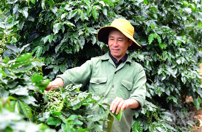 Cà phê của các hộ dân liên kết sản xuất cà phê hữu cơ đang được Cầu Đất Bean thu mua với giá cao hơn giá thị trường 3.000 đồng/kg. Ảnh: Minh Hậu.