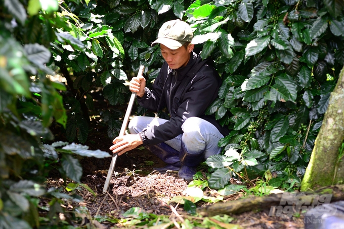 Với quy trình hữu cơ, đất trong vườn cà phê duy trì được độ ẩm, tơi xốp với nhiều vi sinh vật. Ảnh: Minh Hậu.
