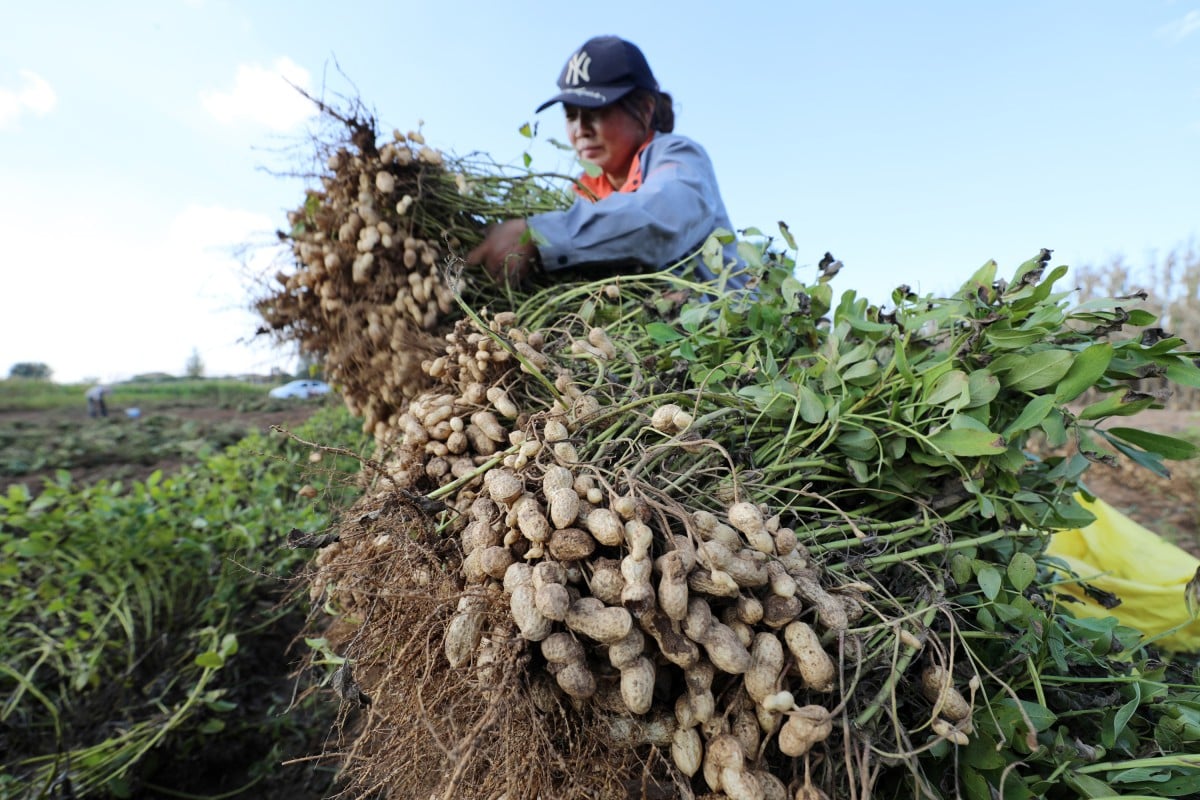 Nông dân Trung Quốc thu hoạch lạc. Ảnh: Xinhua.