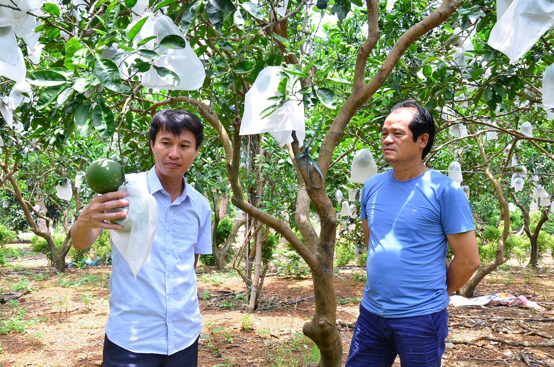 Ông Đỗ Xuân Nhung (phải) đang giới thiệu về chuyện bọc bưởi chống ruồi vàng, tạo mã đẹp. Ảnh: NNVN.