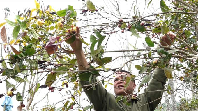 Quang Ninh has developed a project to grow yellow camellia organically in the Ba Che district. Photo: Nguyen Thanh.