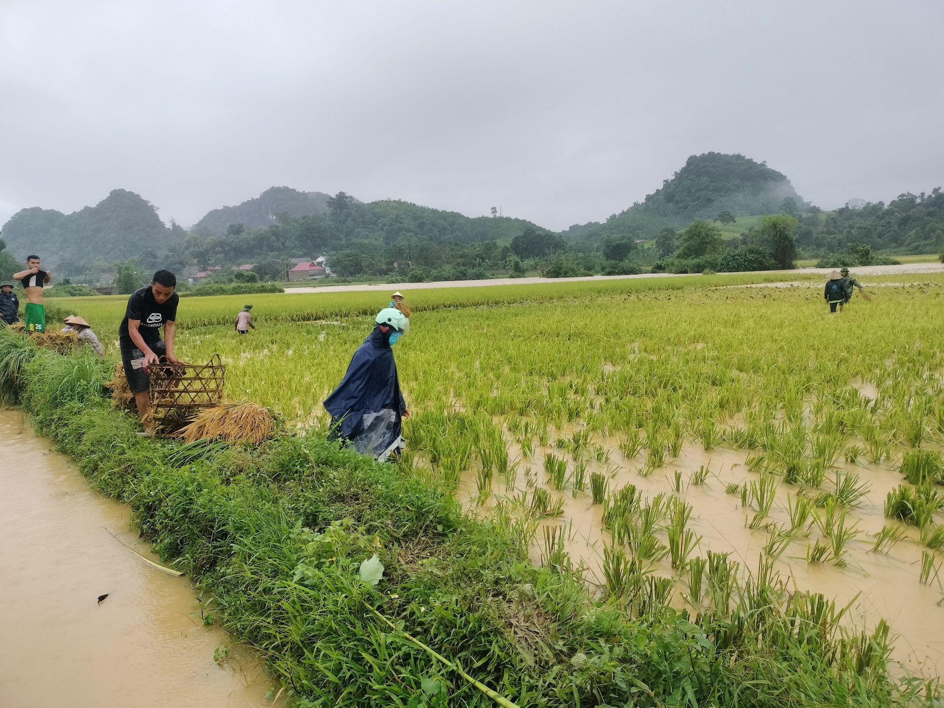Người dân trên địa bàn huyện Như Xuân gặp lúa để tránh lụt. 