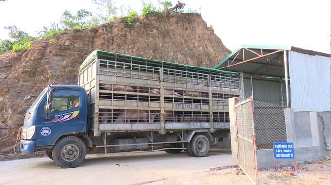 Bac Kan has not yet formed a value chain from pig farming, commercial pigs are mainly consumed in other provinces. Photo: Ngoc Tu.