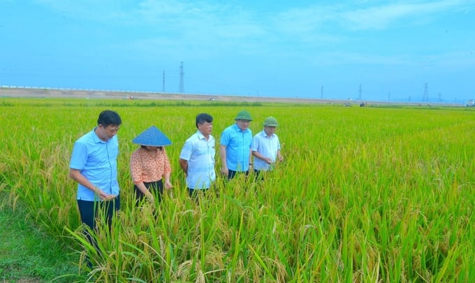 Leaders of the Nghe An Provincial People's Committee inspecting the state of late-autumn rice production in 2023. Photo: Van Truong.