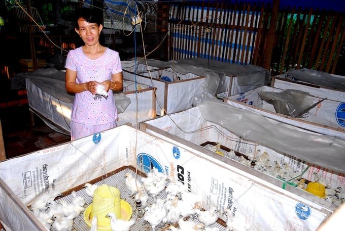 For poultry and waterfowl hatching facilities, it is necessary to illuminate the surrounding vegetation, thoroughly clean the incubation area, entrance and exit, and collect eggshells after hatching for regulated disposal. Photo: Le Hoang Vu.