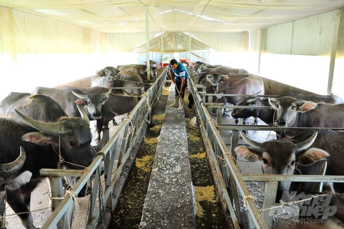 For households engaged in livestock production, it is necessary to thoroughly clean the enclosed areas for livestock and poultry, including grazing areas, and collect and dispose of manure and bedding materials by either incineration or burial.