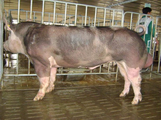 Các hộ có nhu cầu làm đơn đăng ký sẽ được UBND cấp xã xác nhận để thực hiện phối giống cho lợn nái. Ảnh: PT.