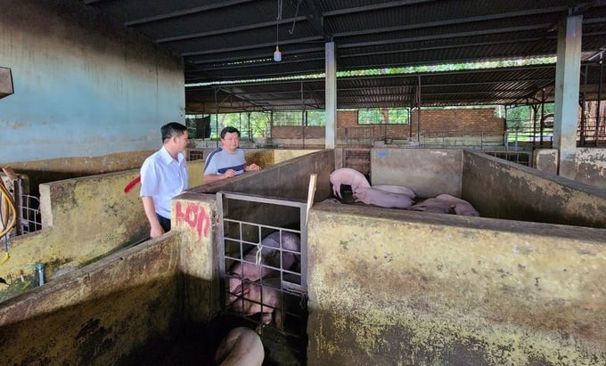 The slaughterhouse that DAKFARM Food Production and Processing Co., Ltd. invested in in 1999 is now degraded. The company wants to relocate it but cannot. Photo: Minh Quy.