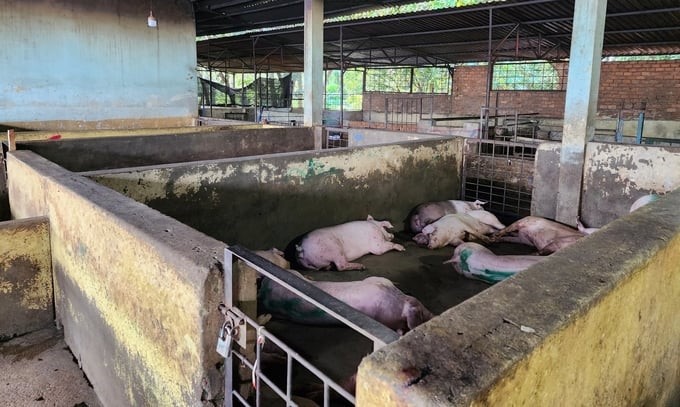 DAKFARM Company's facility is degraded, but the business does not dare upgrade or repair it. Photo: Minh Quy.