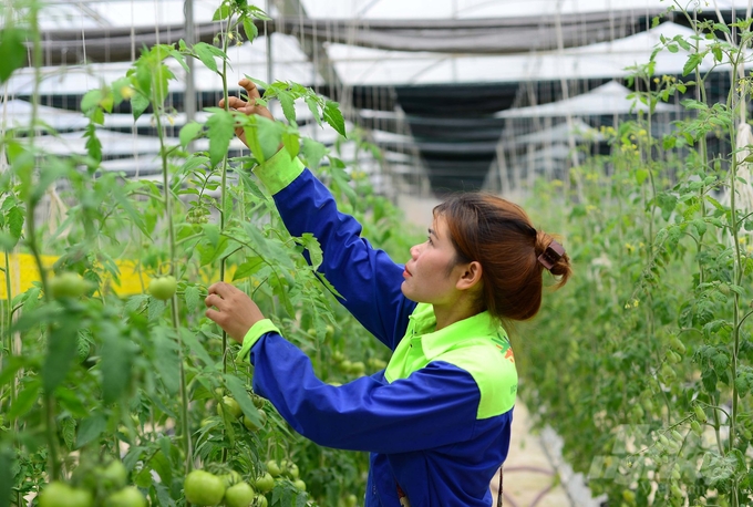 Mô hình sản xuất cà chua hữu cơ theo tiêu chuẩn USDA của Farm PM Organic. Ảnh: Minh Hậu.