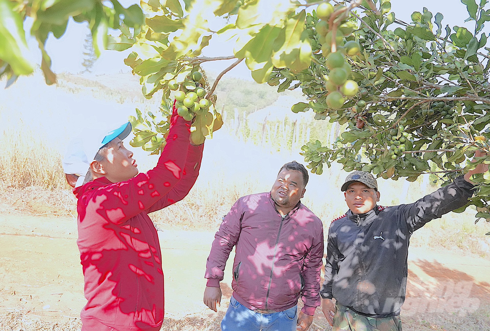 Macadamia trees have helped many ethnic minority households in Tuy Duc increase their income 2-3 times compared to growing coffee. Photo: Hong Thuy.