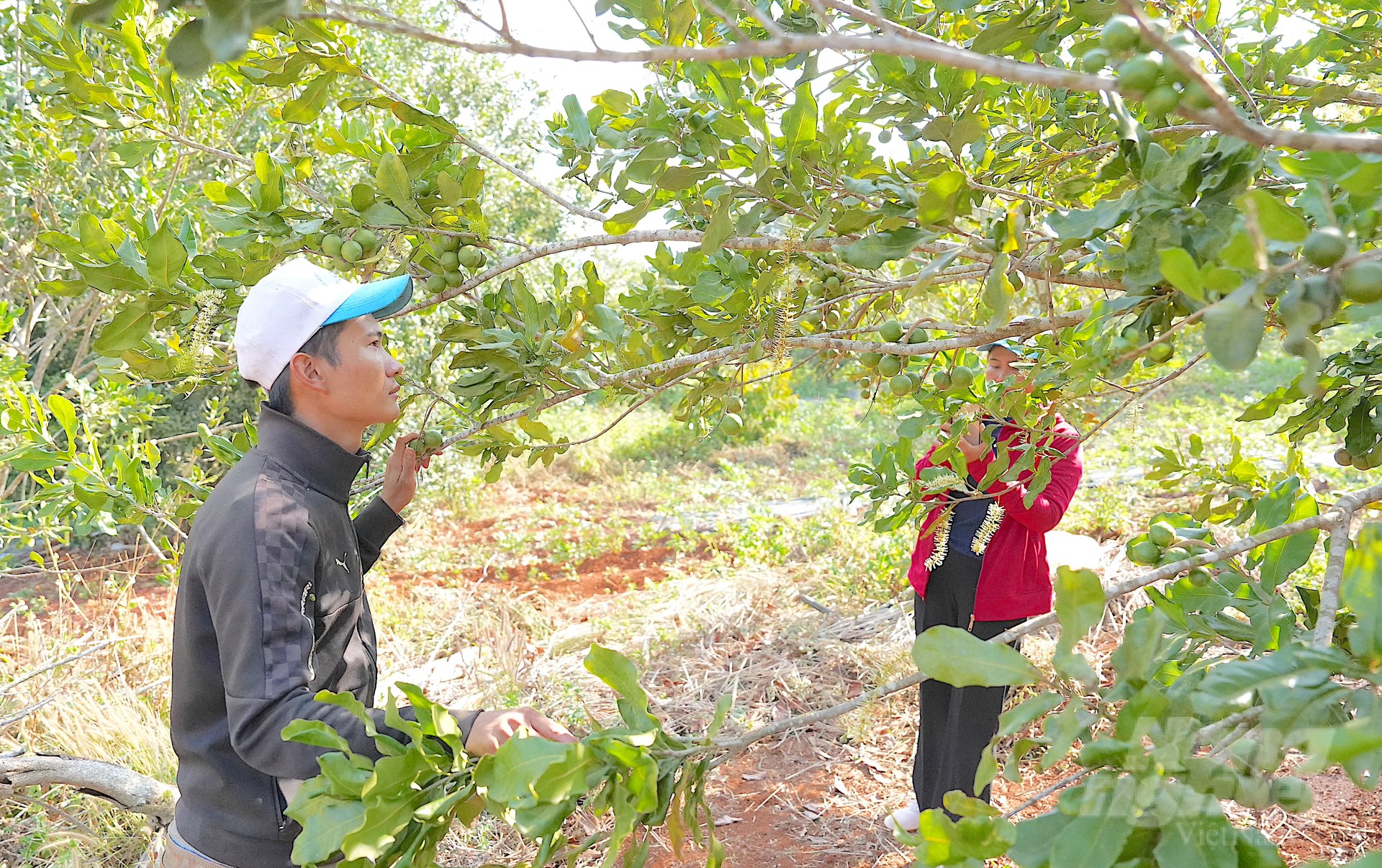 Tuy Duc district is focusing on building organic macadamia production models, moving towards organic standard processes. Photo: Hong Thuy.