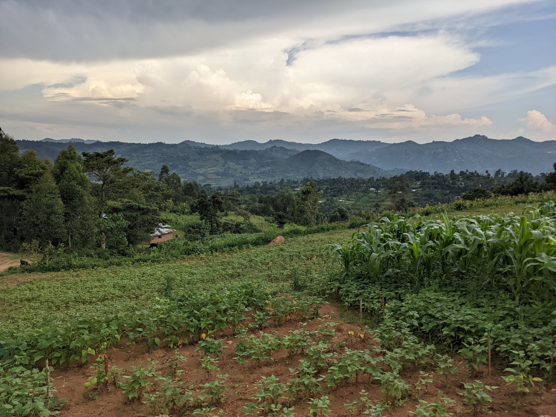 A farmer's field in western Kenya. Credit: Steven Fonte