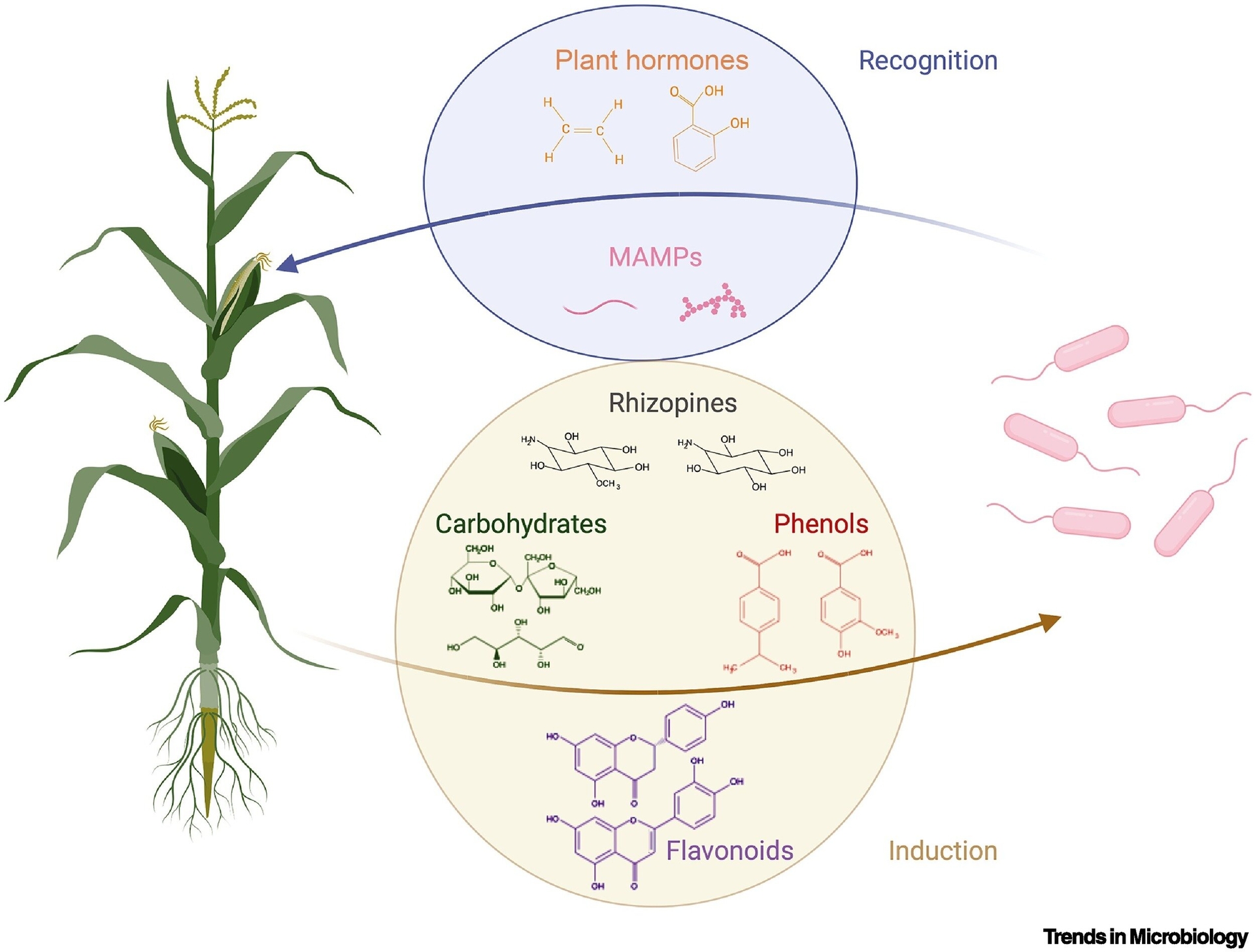 Common chemical signaling mechanisms used for synthetic associations between bacteria with engineered crops. Credit: Trends in Microbiology