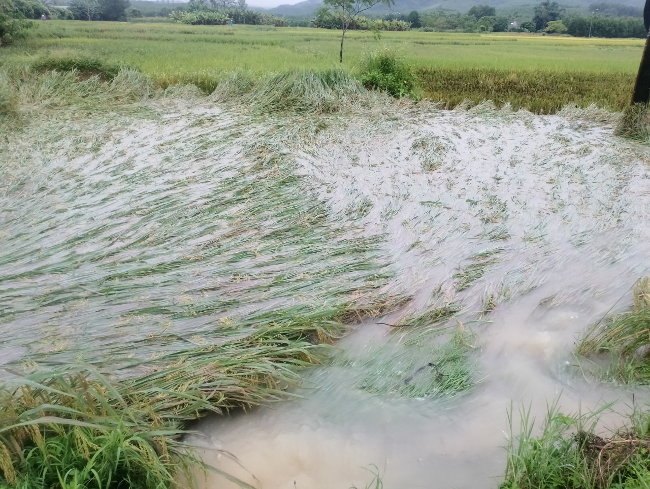 Nhiều diện tích lúa ở các địa phương bị ngập úng do mưa kéo dài trong vài ngày qua. 