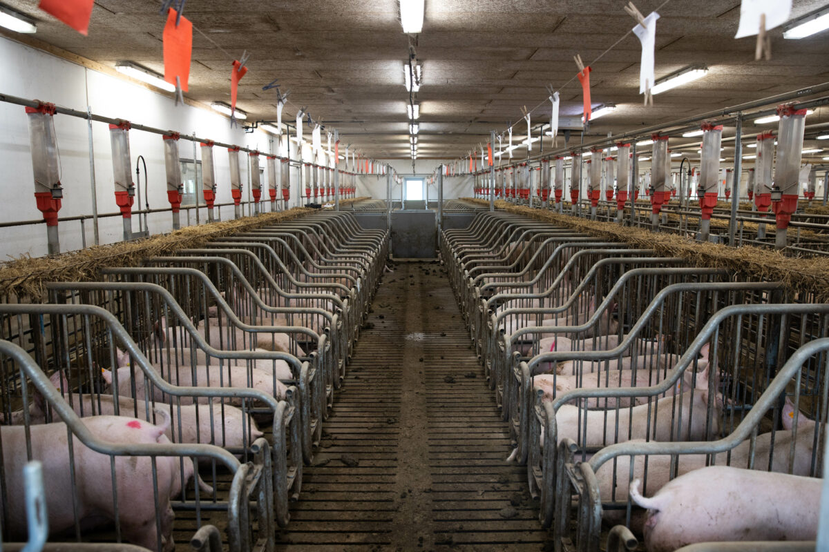 Most pigs around the world are farmed intensively.