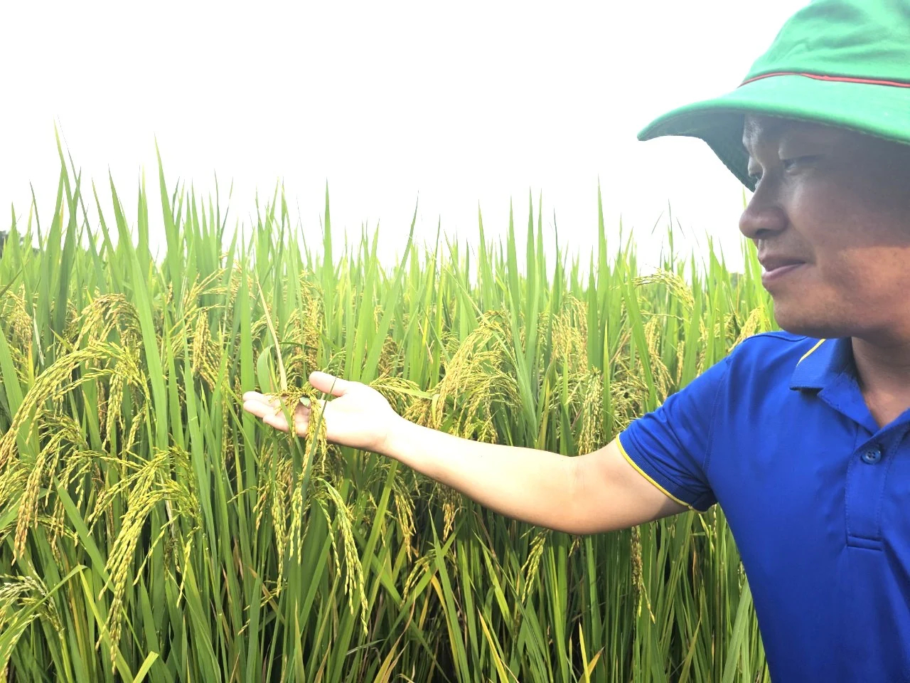 Organically produced rice areas are very pest-free. Photo: Hoang Anh.